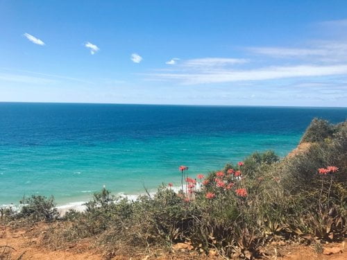 Praia do Porto de Mós to Luz coastal walk: Shrubs in the foreground, bright blue ocean in the background.