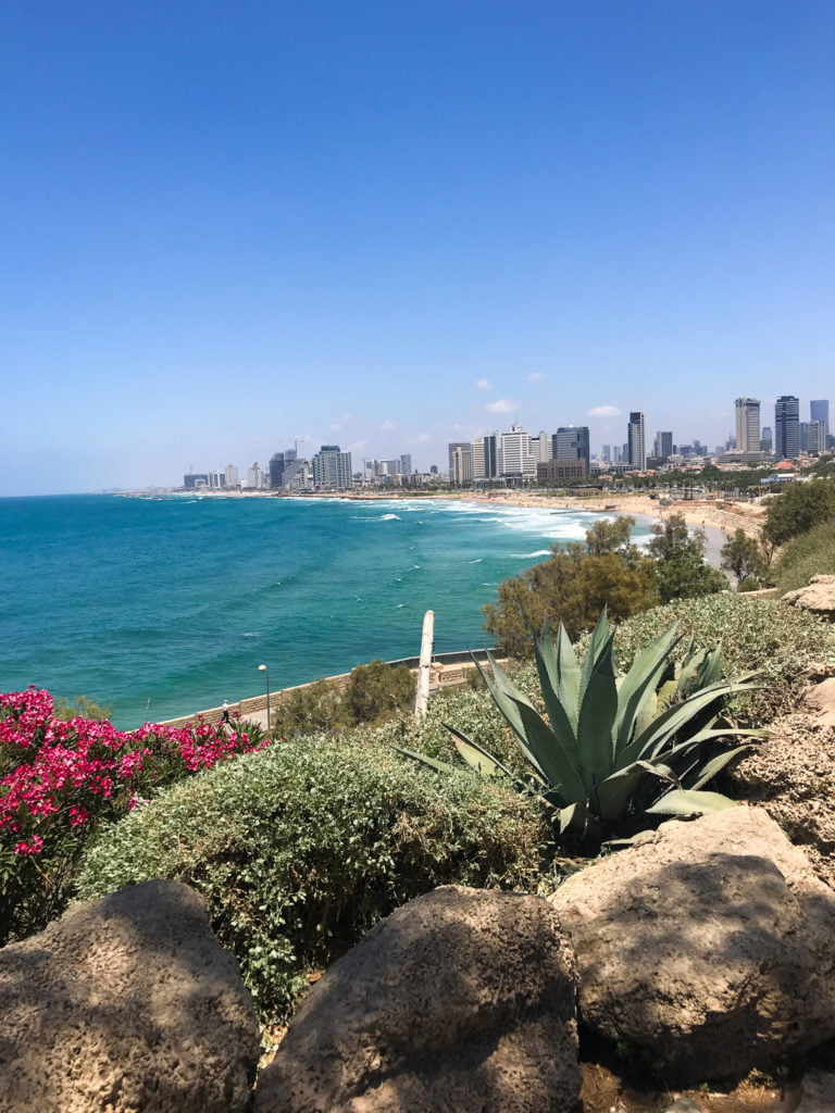 Looking back at Tel Aviv from Jaffa: Tall buildings along the beach. Pink flowers and green shrubs in the foreground.