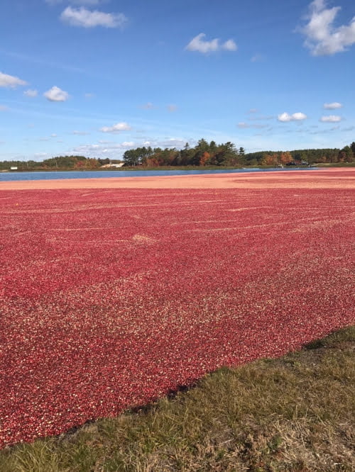 Cranberry bog right before harvest in Carver, MA